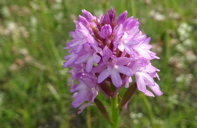 variet di colore in..... Anacamptis pyramidalis